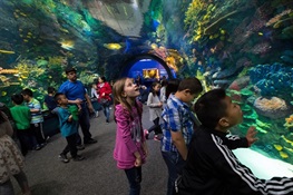 WCS New York Aquarium Named National Medal for Museum and Library Service Finalist 